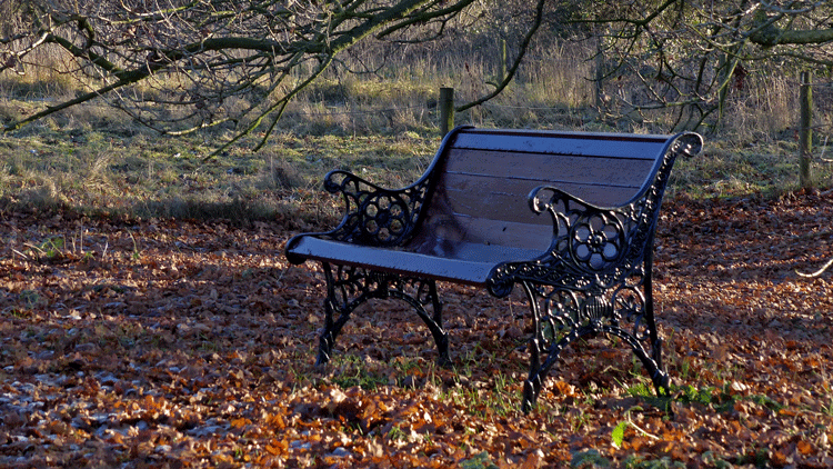 Autumn Bench