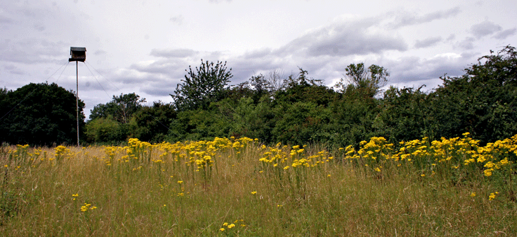 Barn Owl Meadow