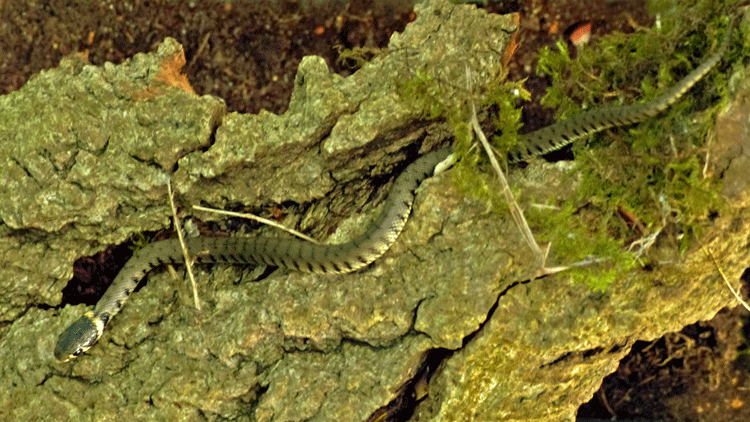 Young Grass Snake