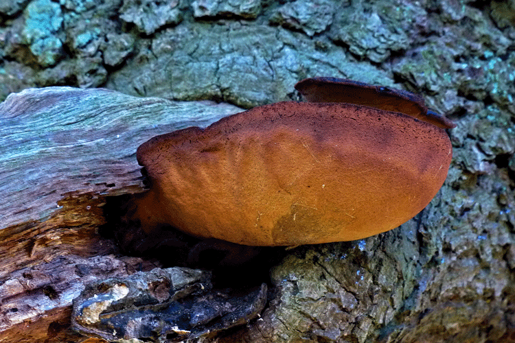 Beefsteak Fungus
