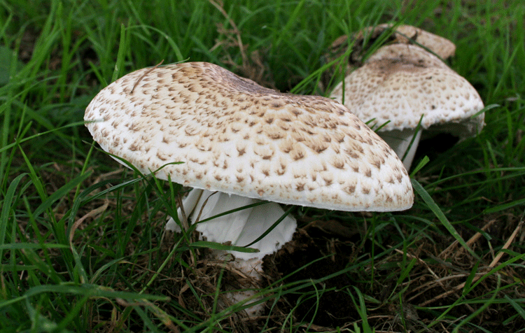 Parasol