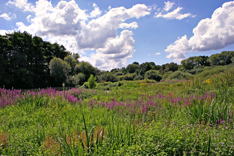 Rotunda Meadow