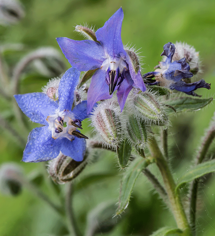 Borage