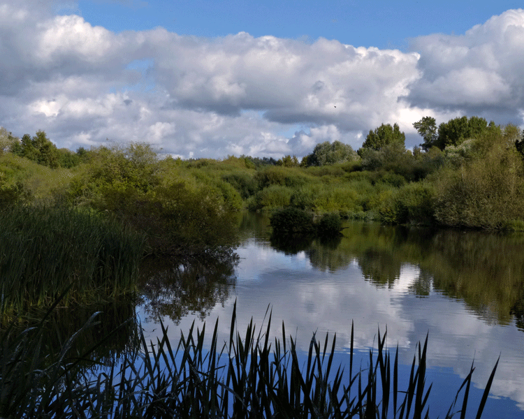 Shell Hide View