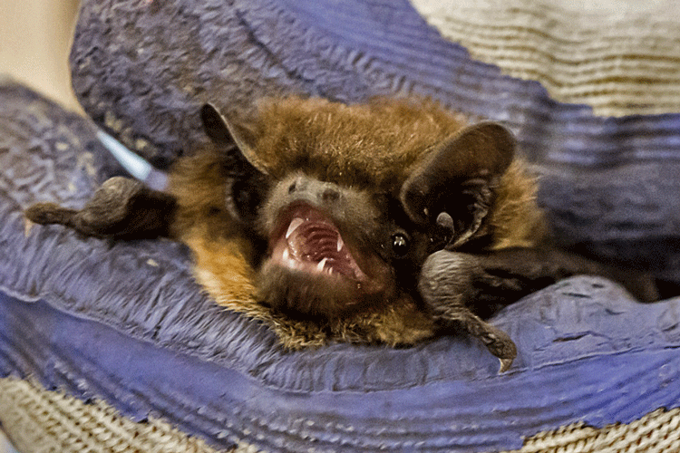 Nathusius Pipistrelle