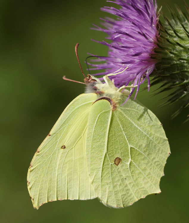 Female Brimstone