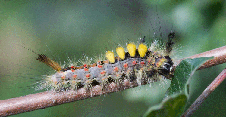 Vapourer Moth Caterpillar