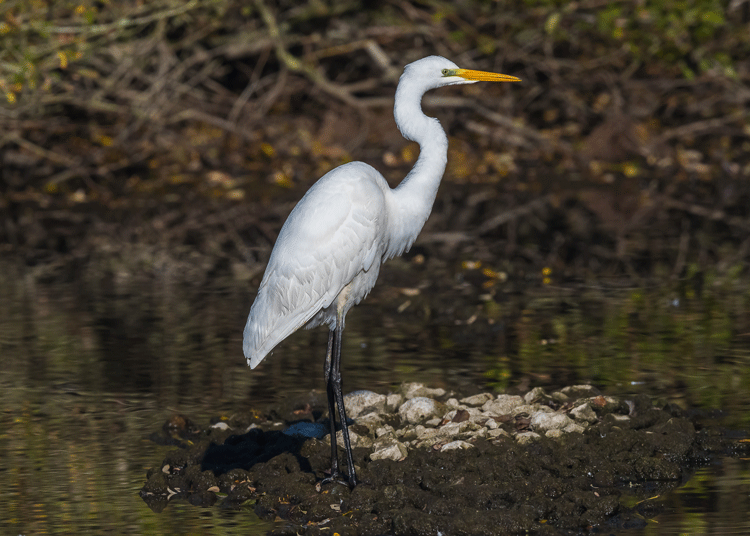 Great White EgretPhotograph by Dale Ayres
