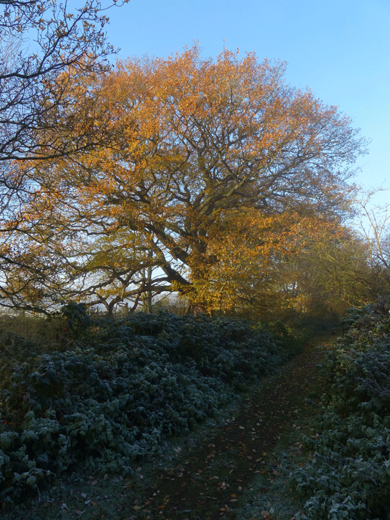 Old Oak Tree In Autumn