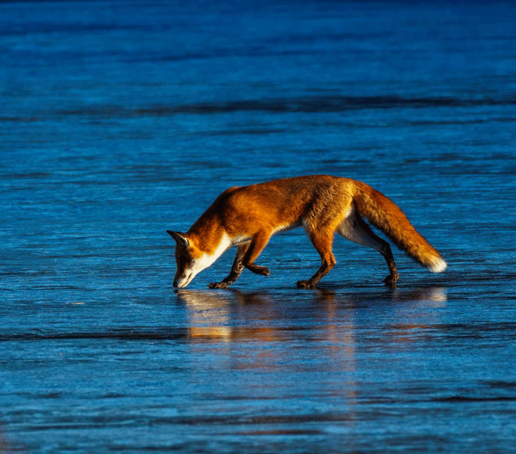 Fox On Ice