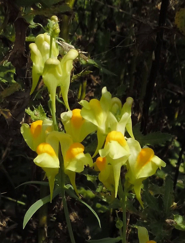 Common Toadflax