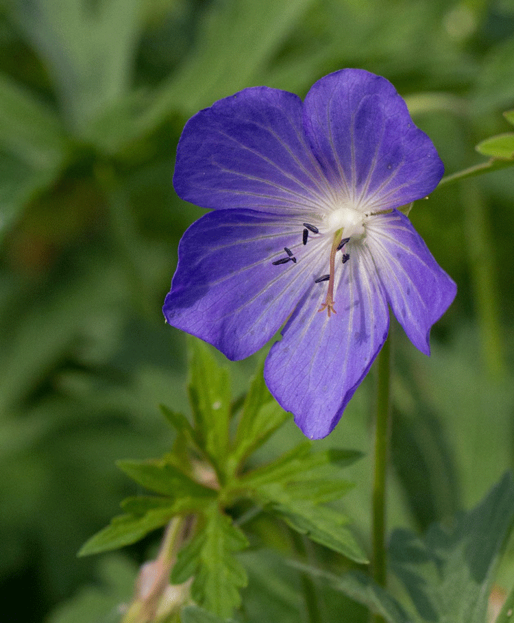 Meadow Crane's-bill