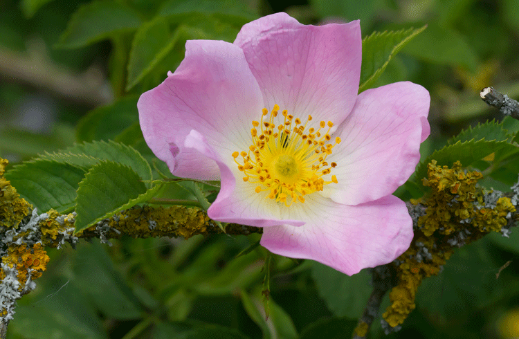 Dog Rose