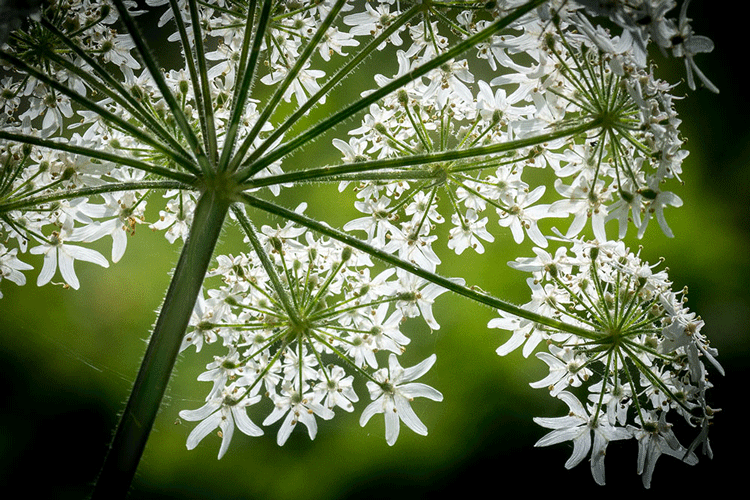 Cow Parsley