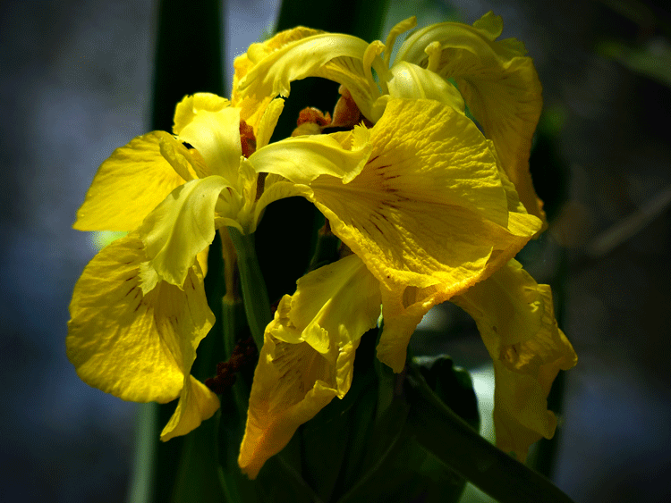 Yellow Flag Iris
