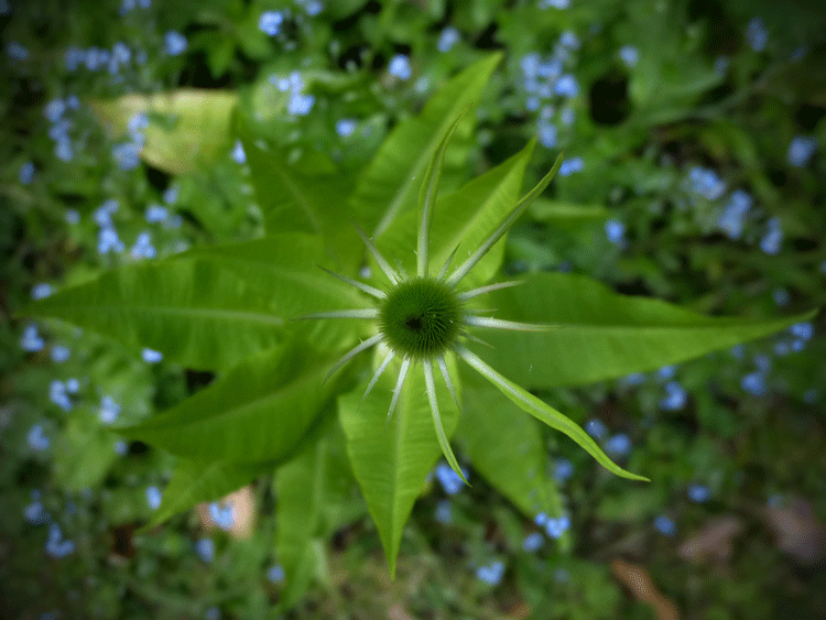 Teasel Head