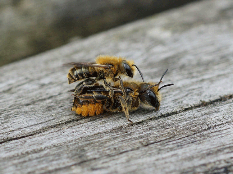 Leaf-cutter Bees
