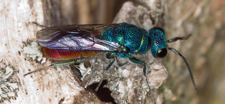 Ruby-tailed Wasp