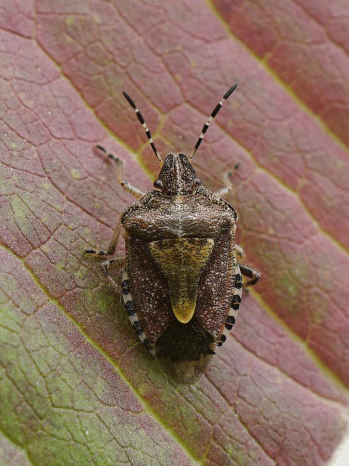 Hairy Shieldbug