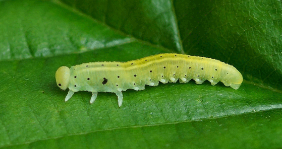 Large Alder Sawfly Larva