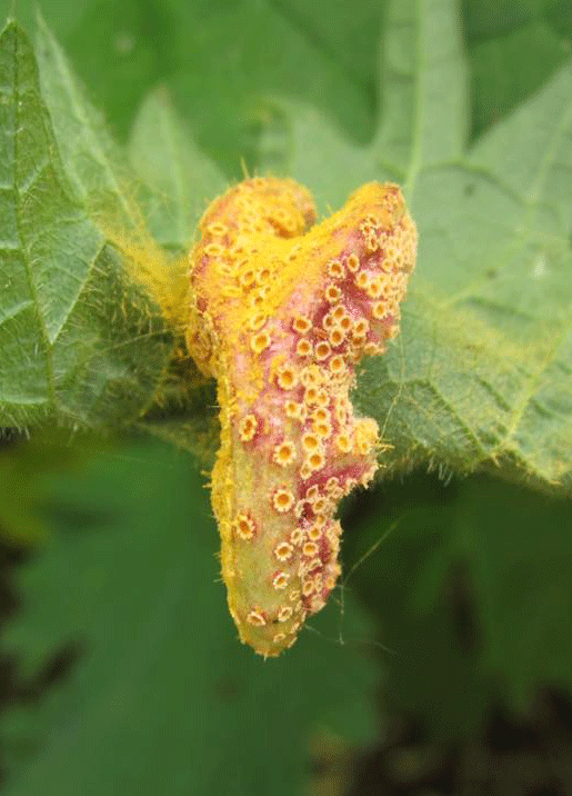 Rust Fungus
