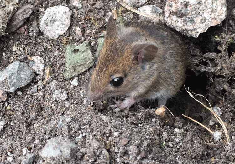 Wood Mouse