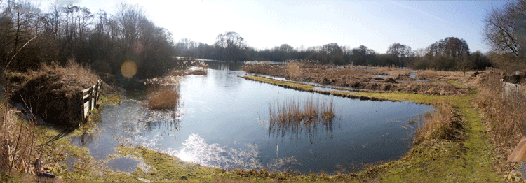 Lagoon And Reed Bed In Winter