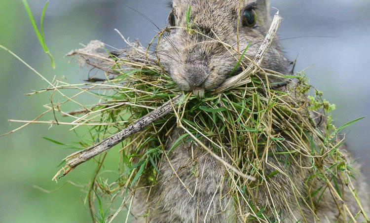 Rabbit Collecting Grass