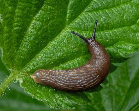 Slug - Arion sp