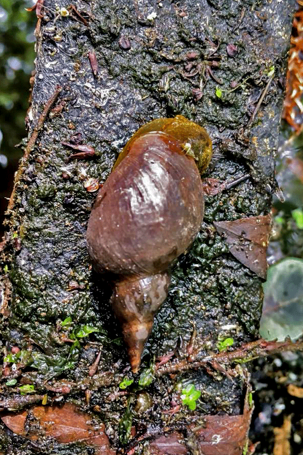 Great Pond Snail