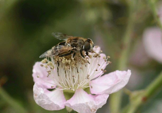 Eristalis abusivus