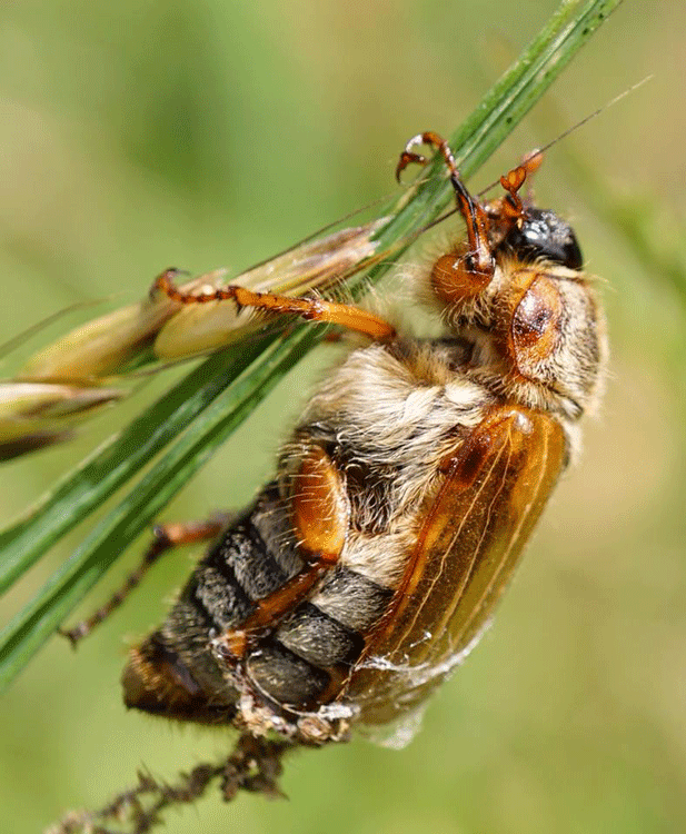 Summer Chafer