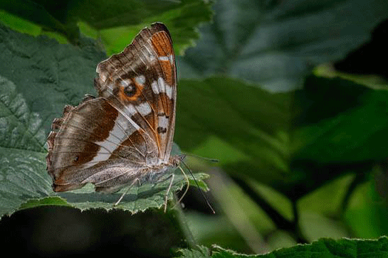 Female Purple Emperor
