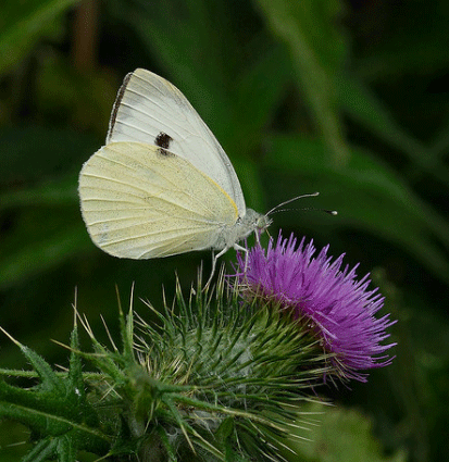 Large White