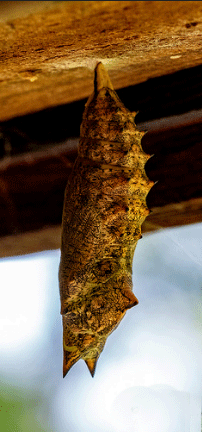 Peacock Butterfly Chrysalis
