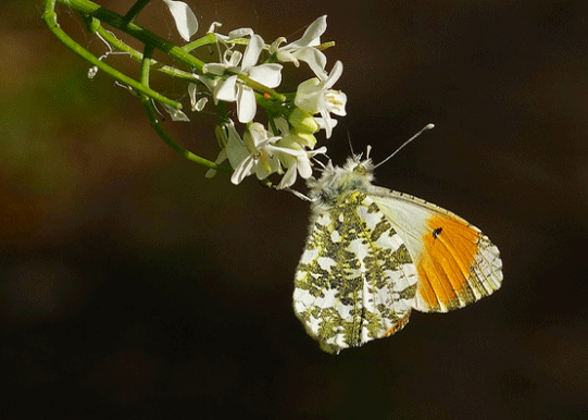 Orange Tip