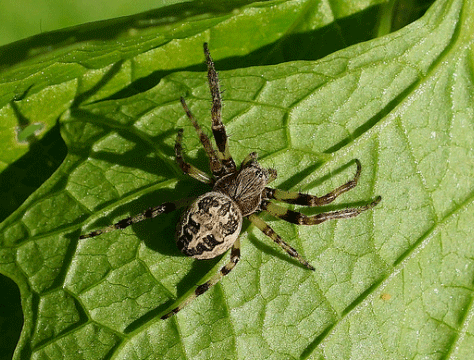 Furrow Orb Weaver