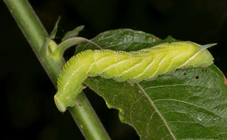 Eyed Hawk Moth Caterpillar