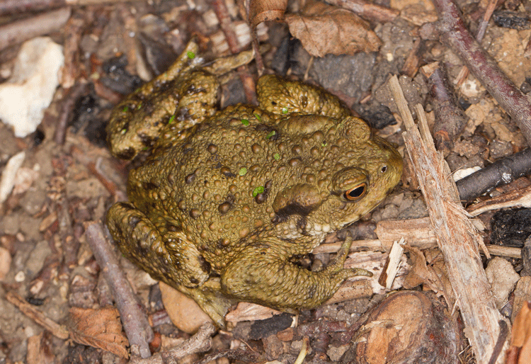 Common Toad