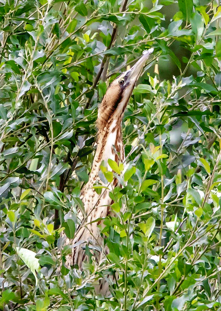 Juvenile Bittern Photograph by Paul Ward