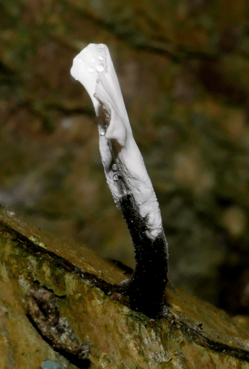 Candlesnuff Fungus