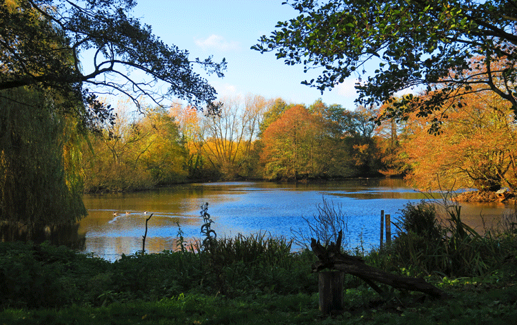 Clubhouse Lake In Autumn