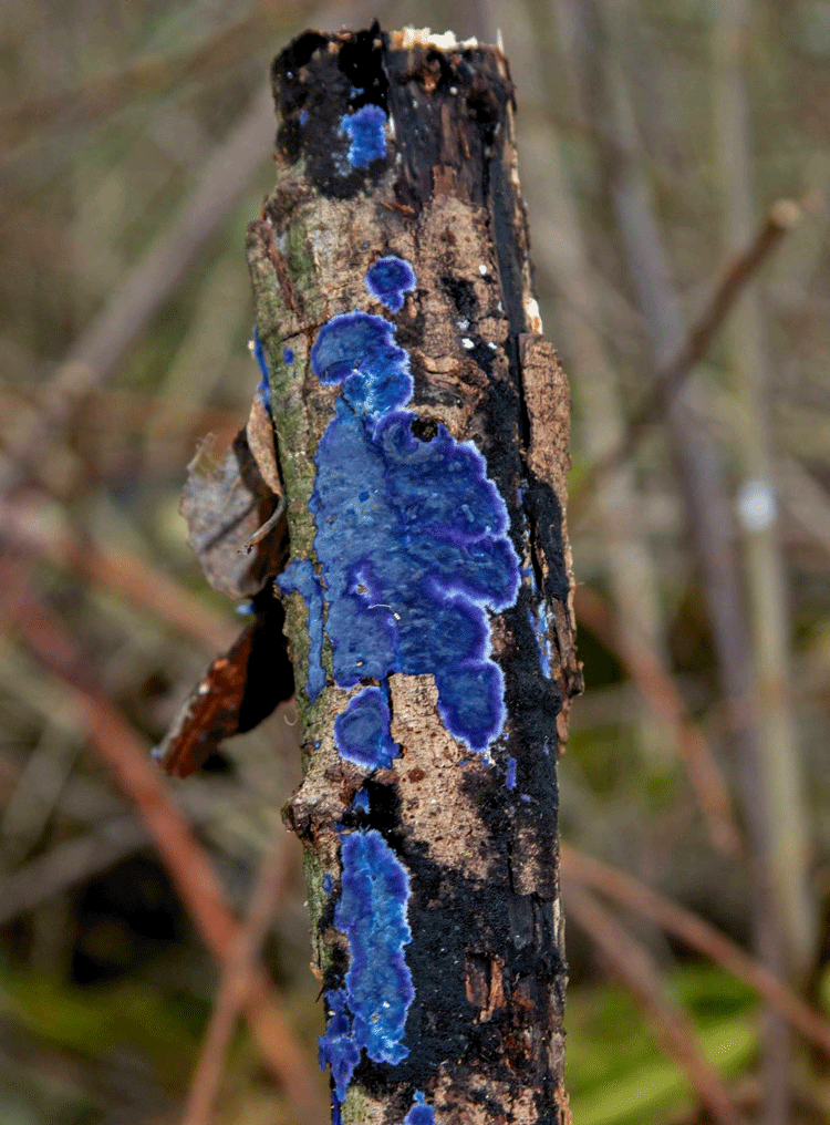 Cobalt Crust