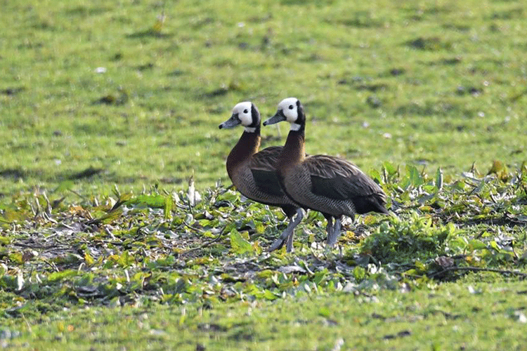 White-Faced Whistling Ducks Photograph by Adrian Lee