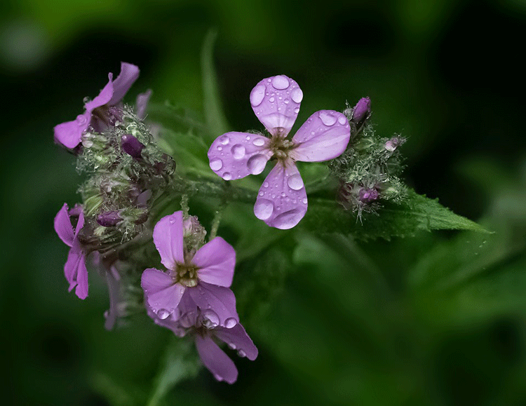 Dame's Violet