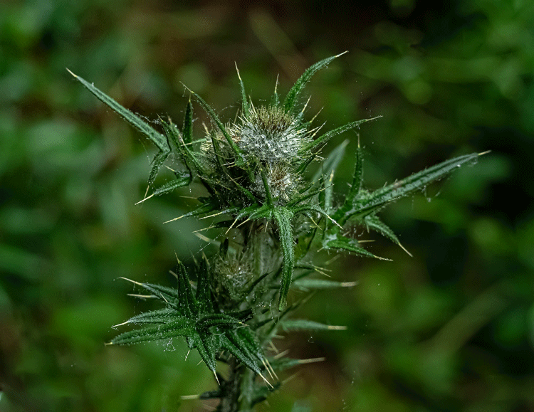 Thistle Head