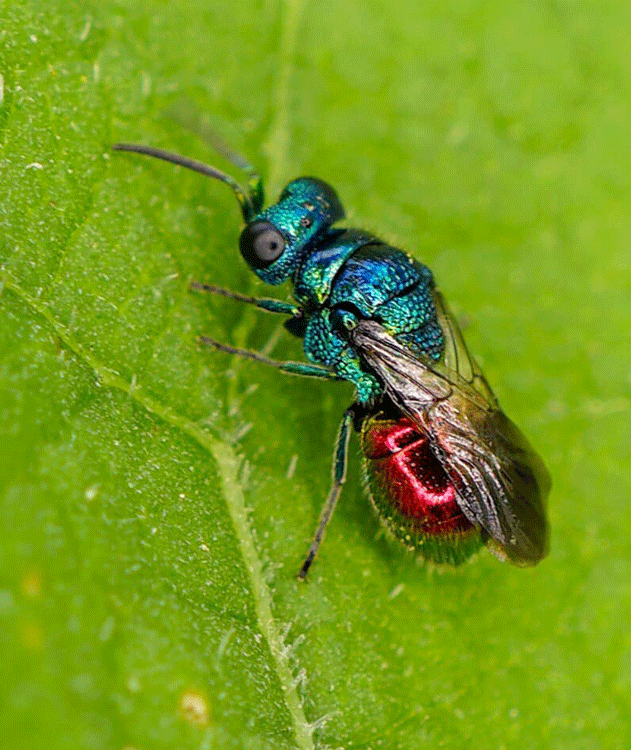 Cuckoo Wasp