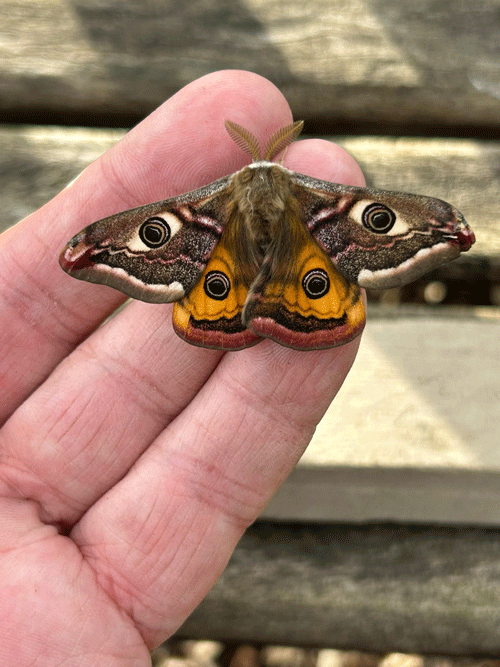 Emperor Moth