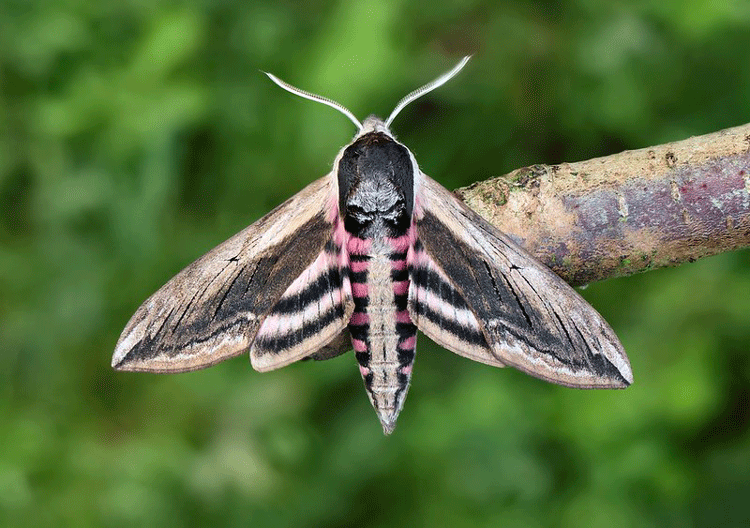 Privet Hawkmoth