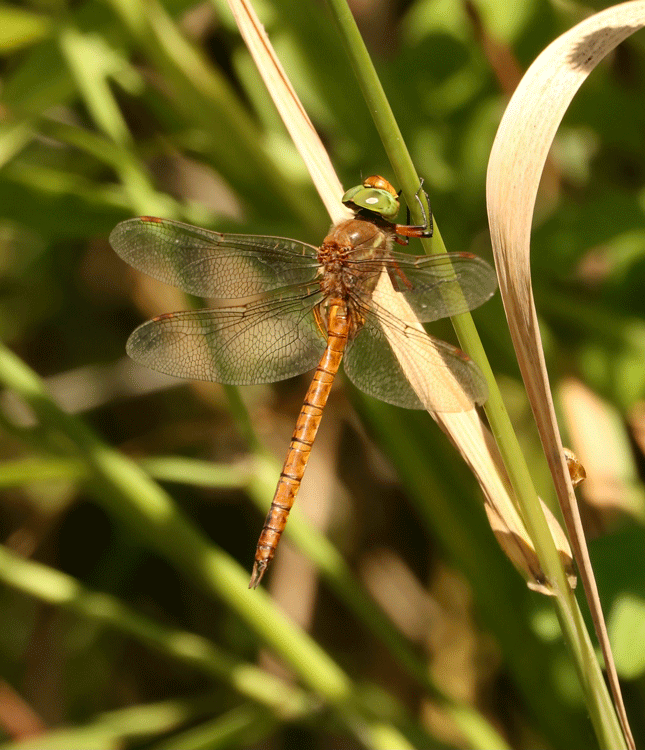 Norfolk Hawker